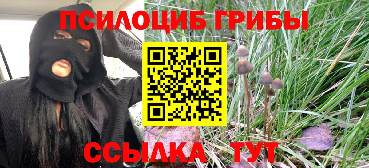 Галлюциногенные грибы Psilocybe  Вход с VPN  Тосно 